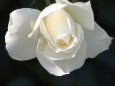 白バラ