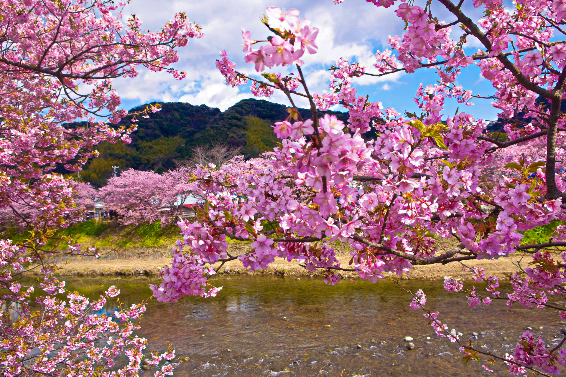 日本の風景 河津桜 壁紙19x1280 壁紙館