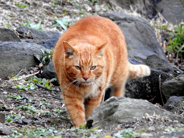 日比谷公園の猫