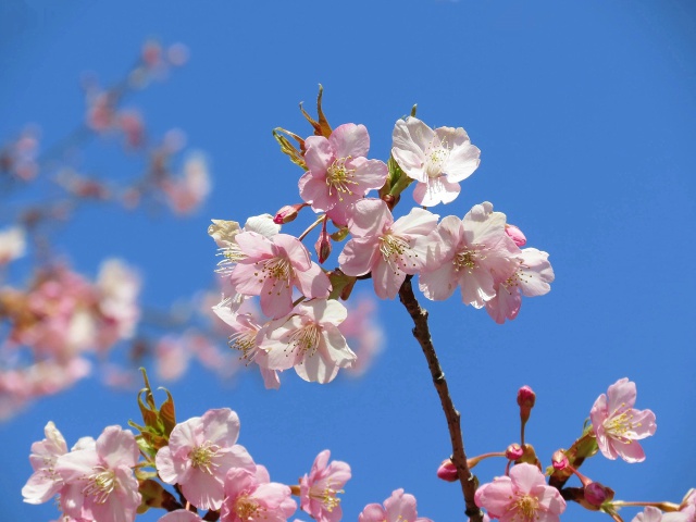 青空に咲く河津桜