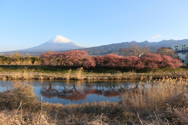 富士山と河津桜が満開