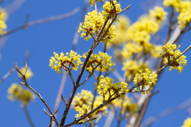 散歩道の花 1702-22-1