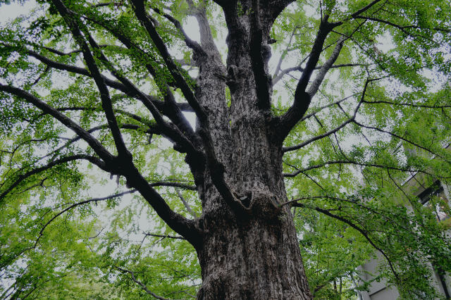 日比谷公園の大樹