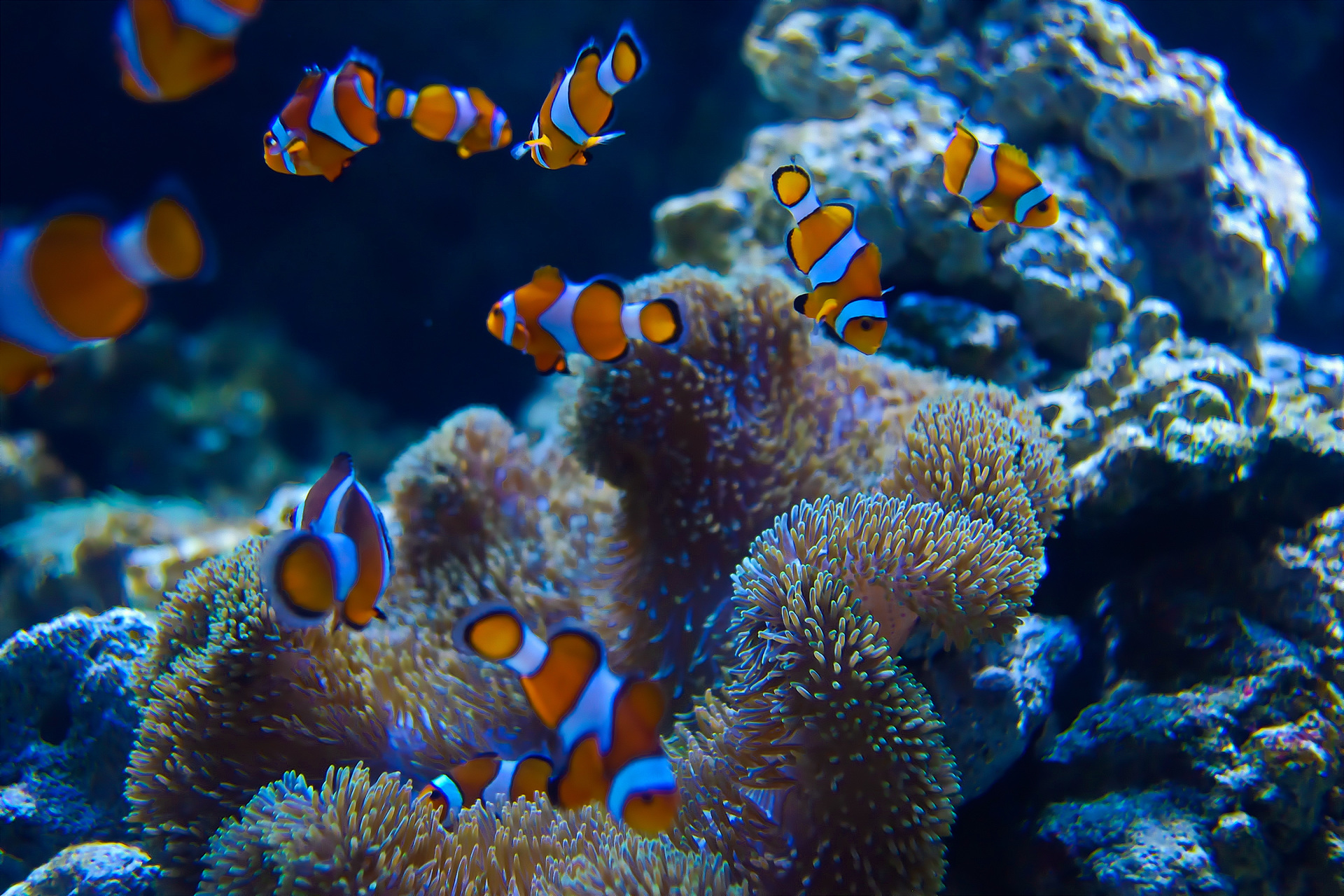 魚 水生生物 カクレクマノミ 壁紙19x1280 壁紙館