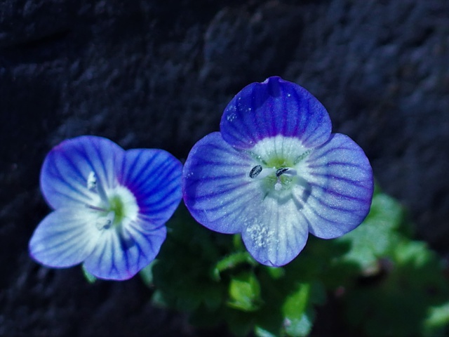 オオイヌノフグリ