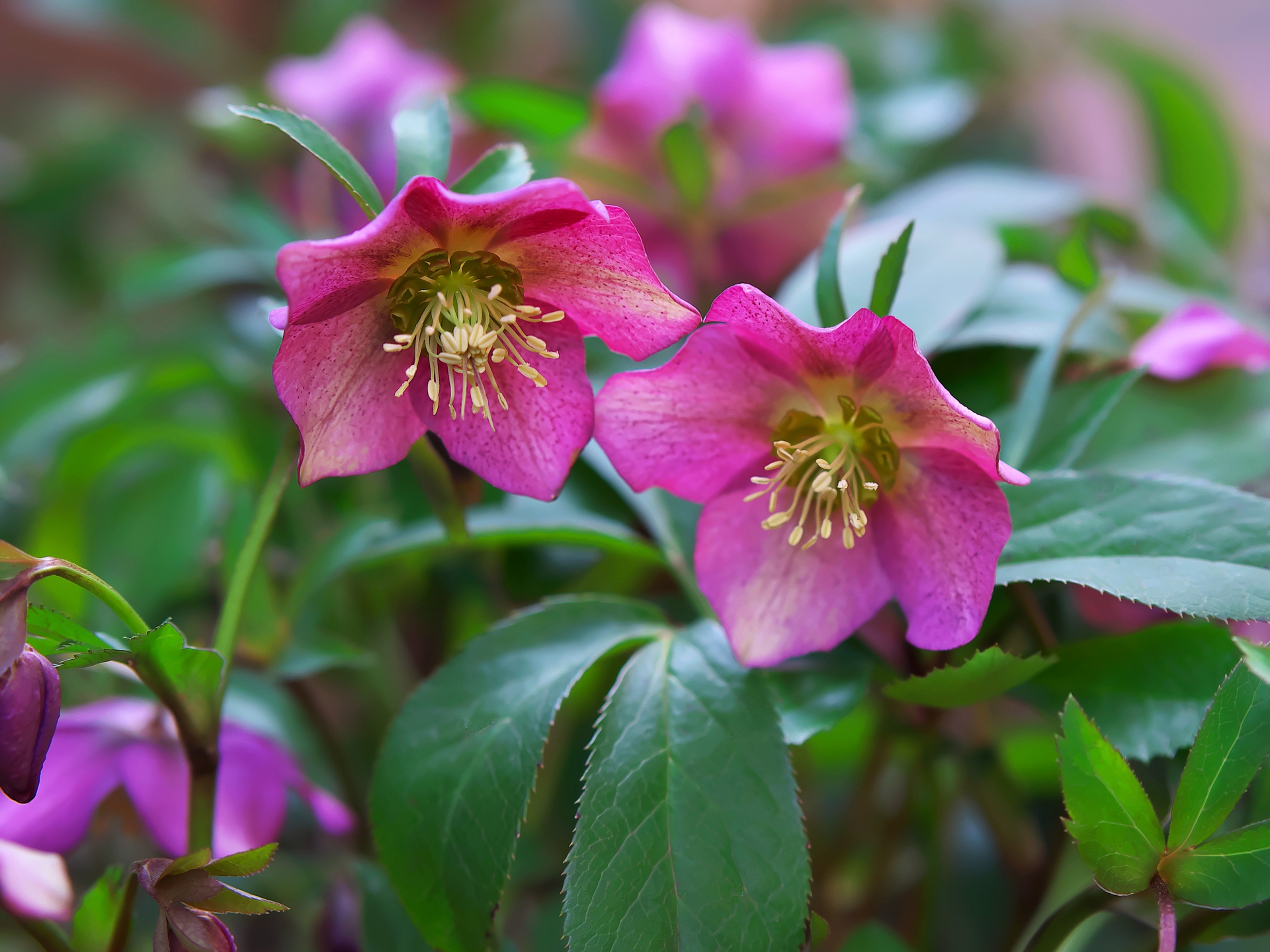 すべての花の画像 ベスト50 壁紙 クリスマスローズ