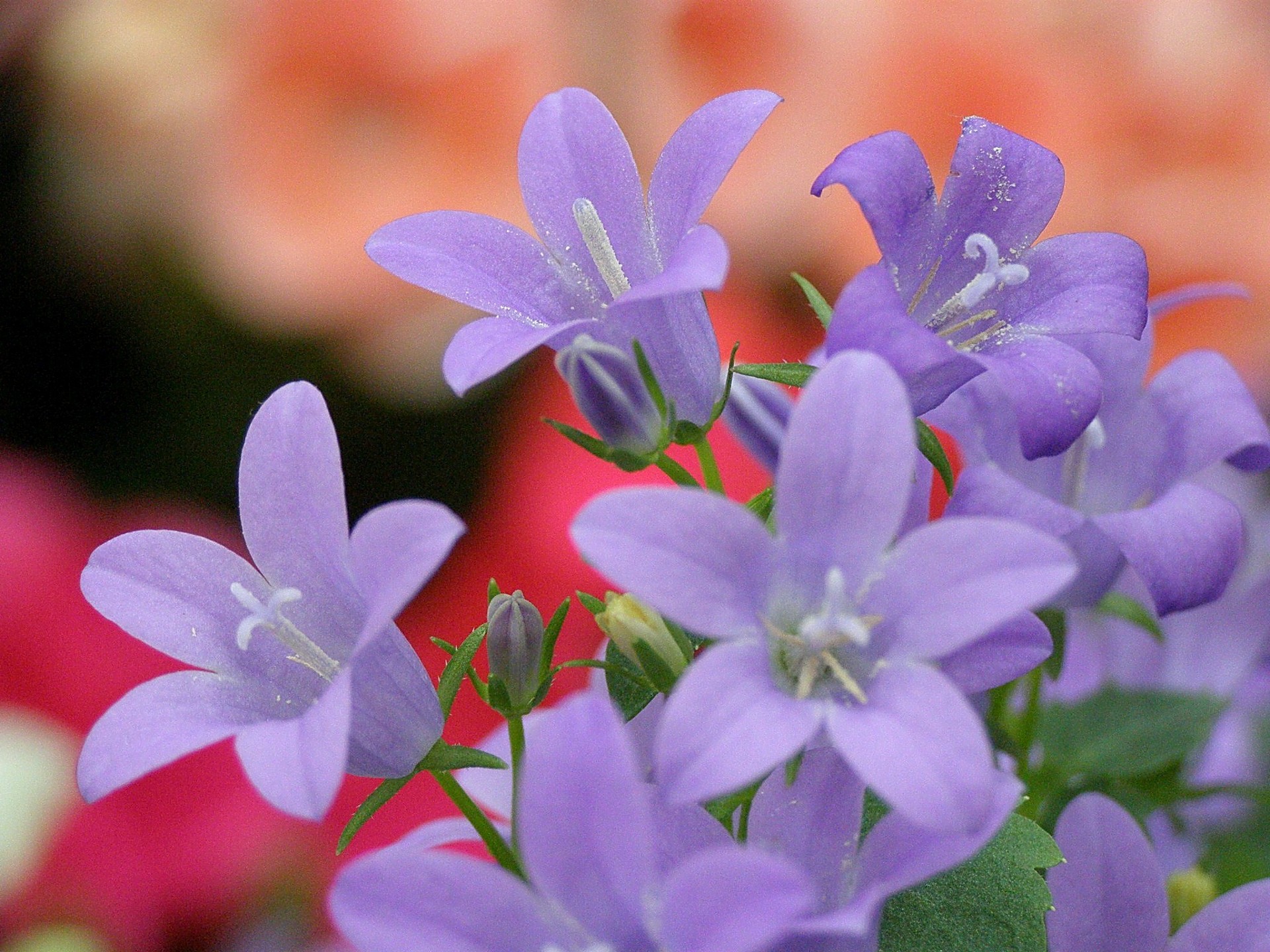 花 植物 ベルフラワー 壁紙19x1440 壁紙館