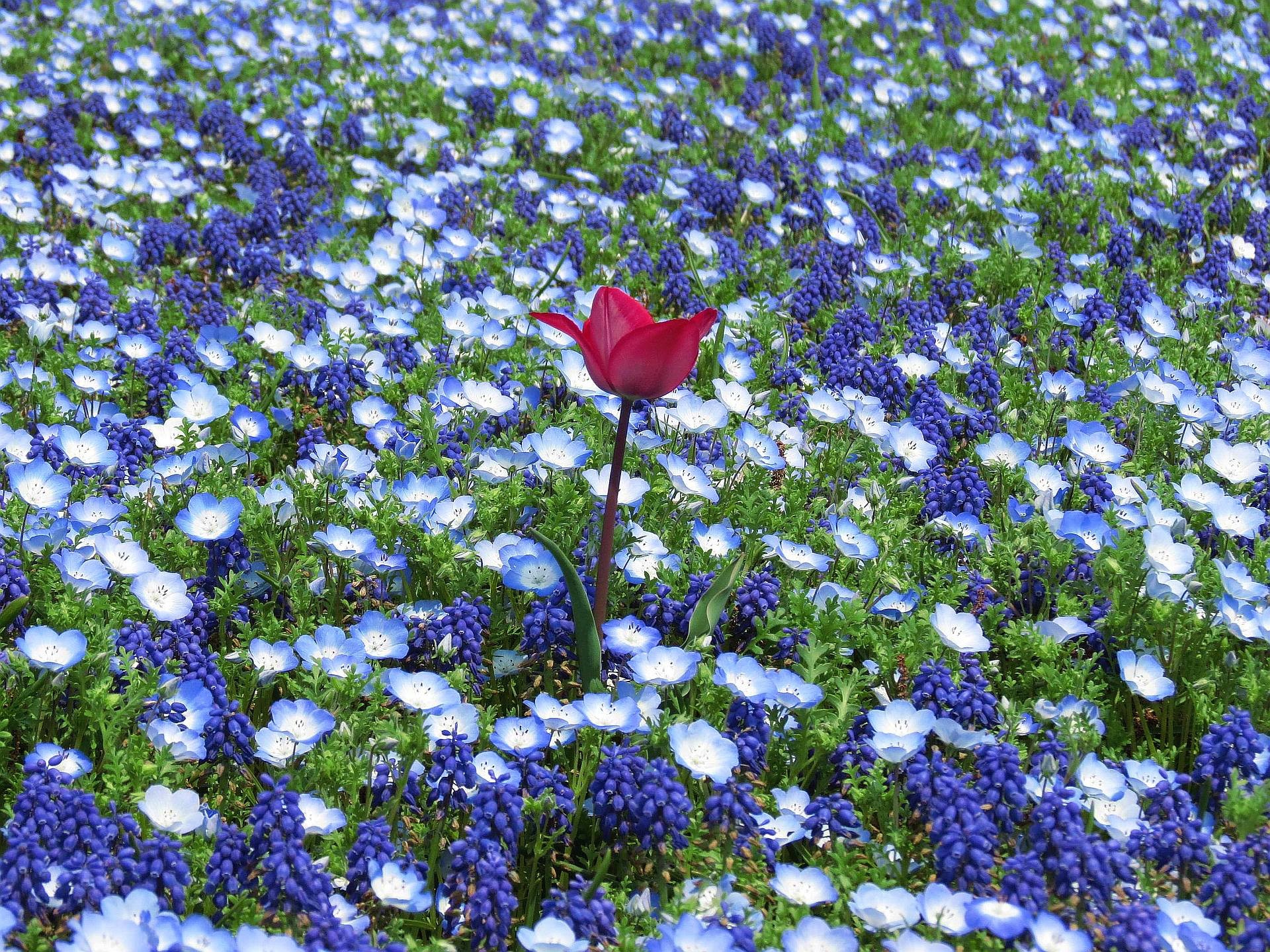 花 植物 青い花畑 ムスカリにネモフィラ 壁紙19x1440 壁紙館