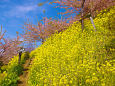 菜の花と河津桜