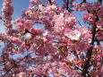 河津桜、やよいの空に