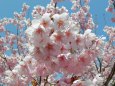 早咲きの初御代桜