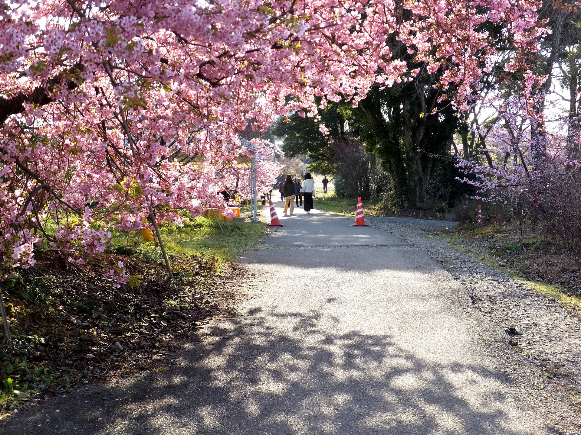 日本の風景 河津桜を辿る道 壁紙19x1440 壁紙館