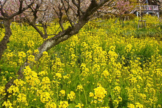 松田山の菜の花畑