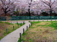 川沿いの桜並木