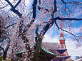 増上寺のしだれ桜と東京タワー