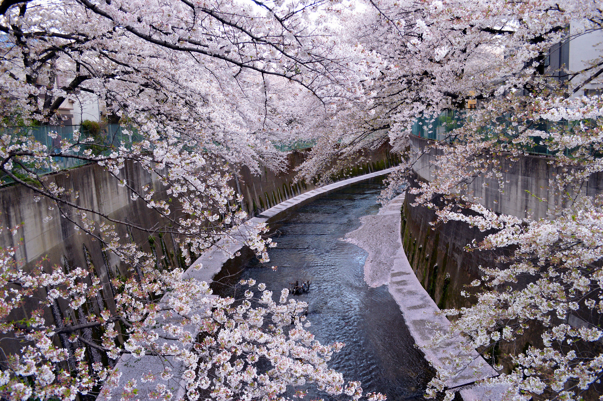 日本の風景 石神井川の桜 壁紙19x1277 壁紙館