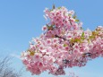 枝に満開の河津桜