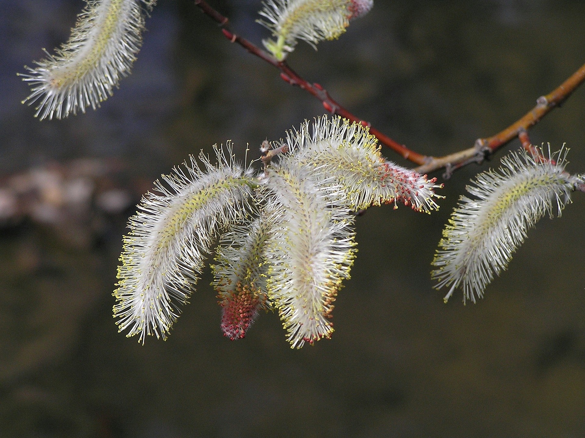 花 植物 ネコ柳の花 フリソデヤナギ 壁紙19x1440 壁紙館