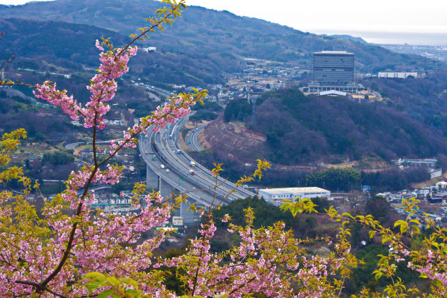 松田山から河津桜と東名高速