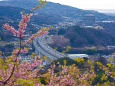 松田山から河津桜と東名高速