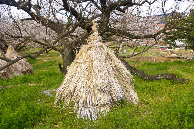 小田原・曽我別所梅林