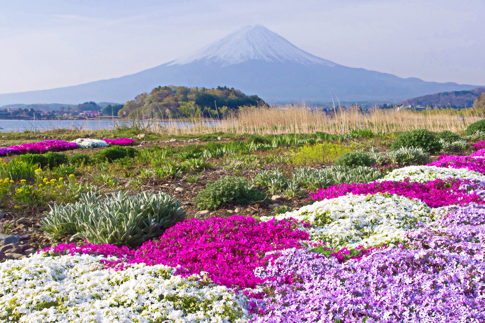 日本の風景 春の富士山 河口湖大石公園から 壁紙19x1280 壁紙館