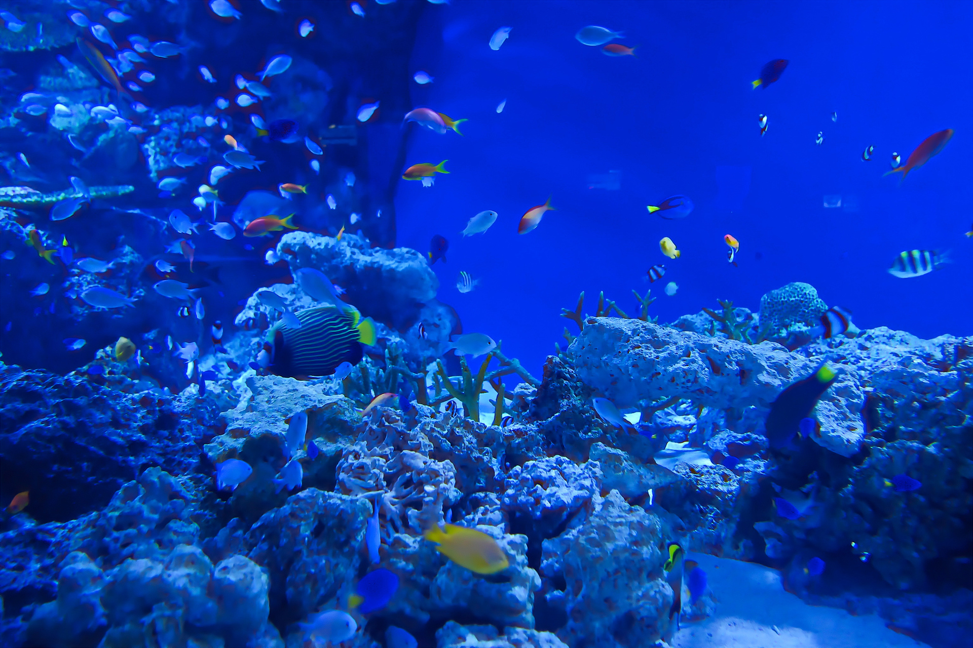 写真 意外 含意 魚 壁紙 Pc 弾性 地域 インタビュー