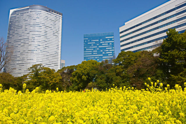 高層ビルと菜の花畑