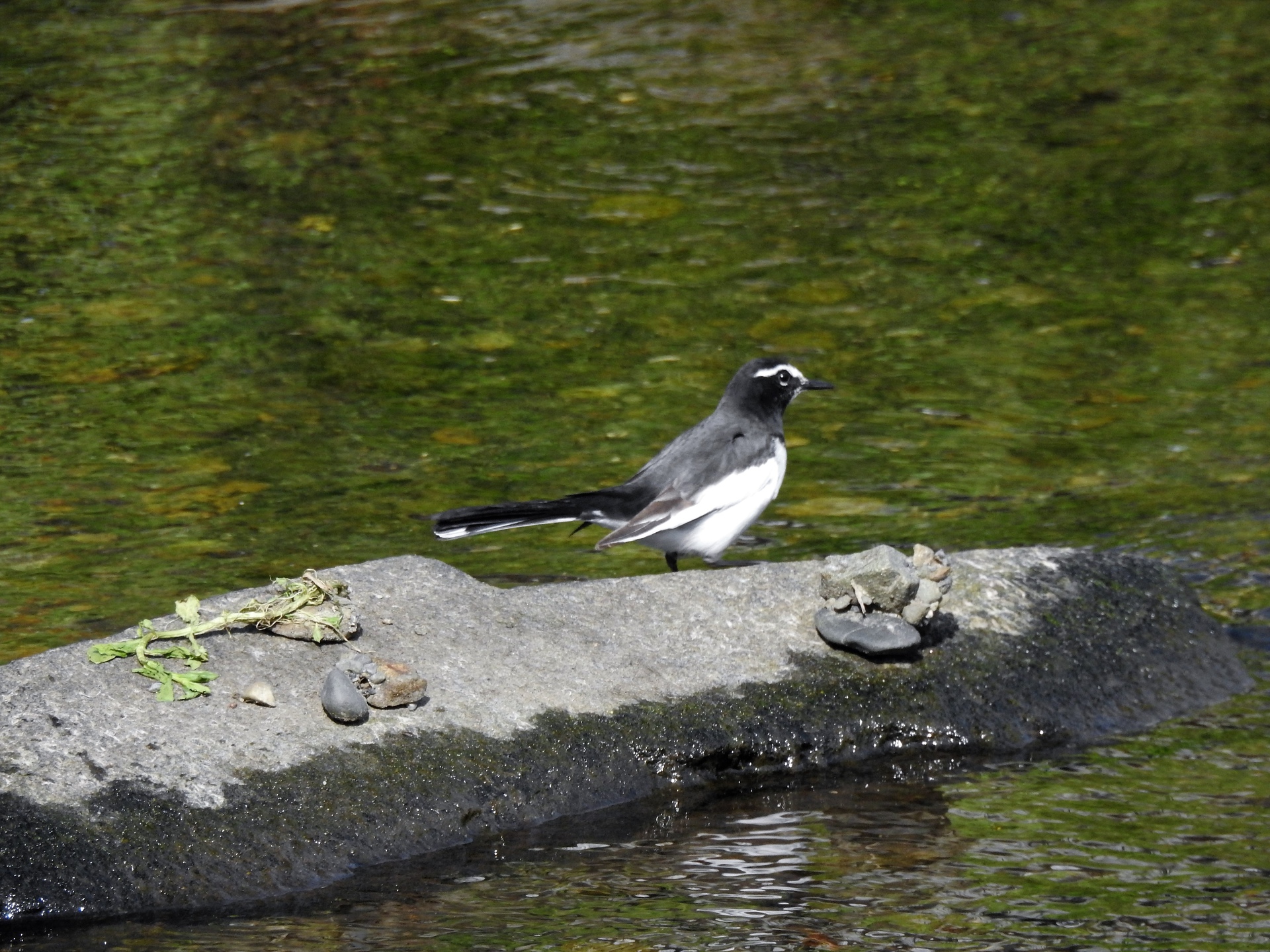 動物 鳥 ペンギン セグロセキレイ 壁紙19x1440 壁紙館