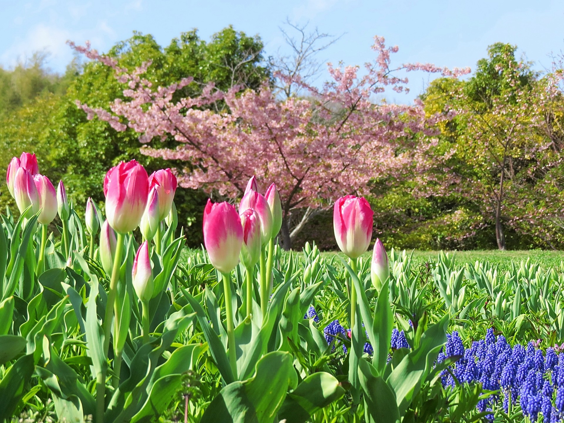 花 植物 春景色 チューリップに桜 壁紙19x1440 壁紙館