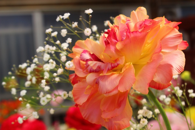 ラナンキュラスの妖艶姿