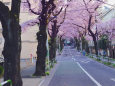 桜の路・1