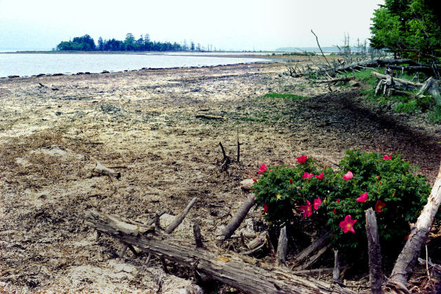 荒地に咲くハマナスの花～1973
