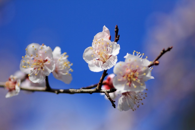 白梅の花