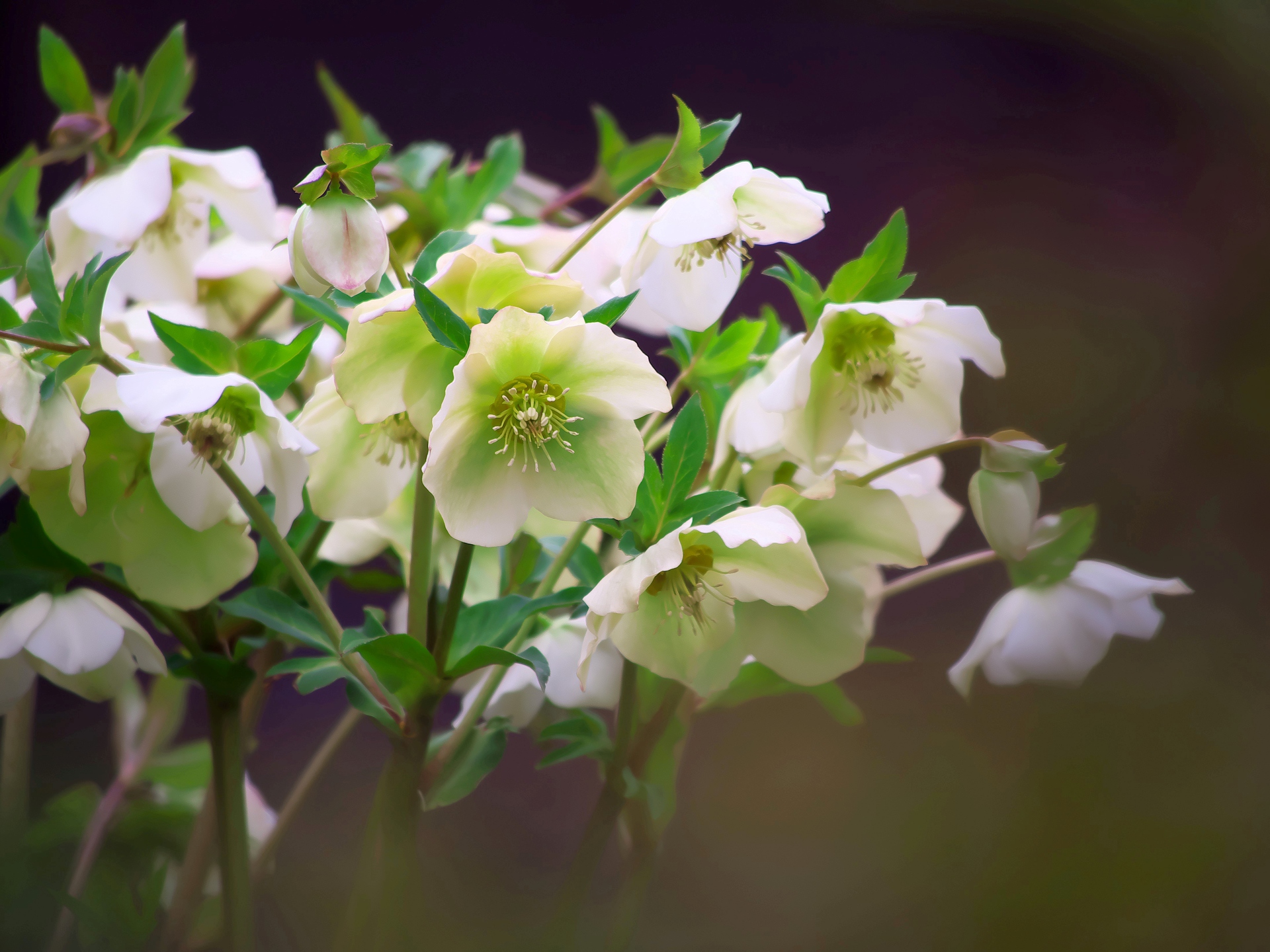 花 植物 クリスマスローズ 壁紙19x1440 壁紙館