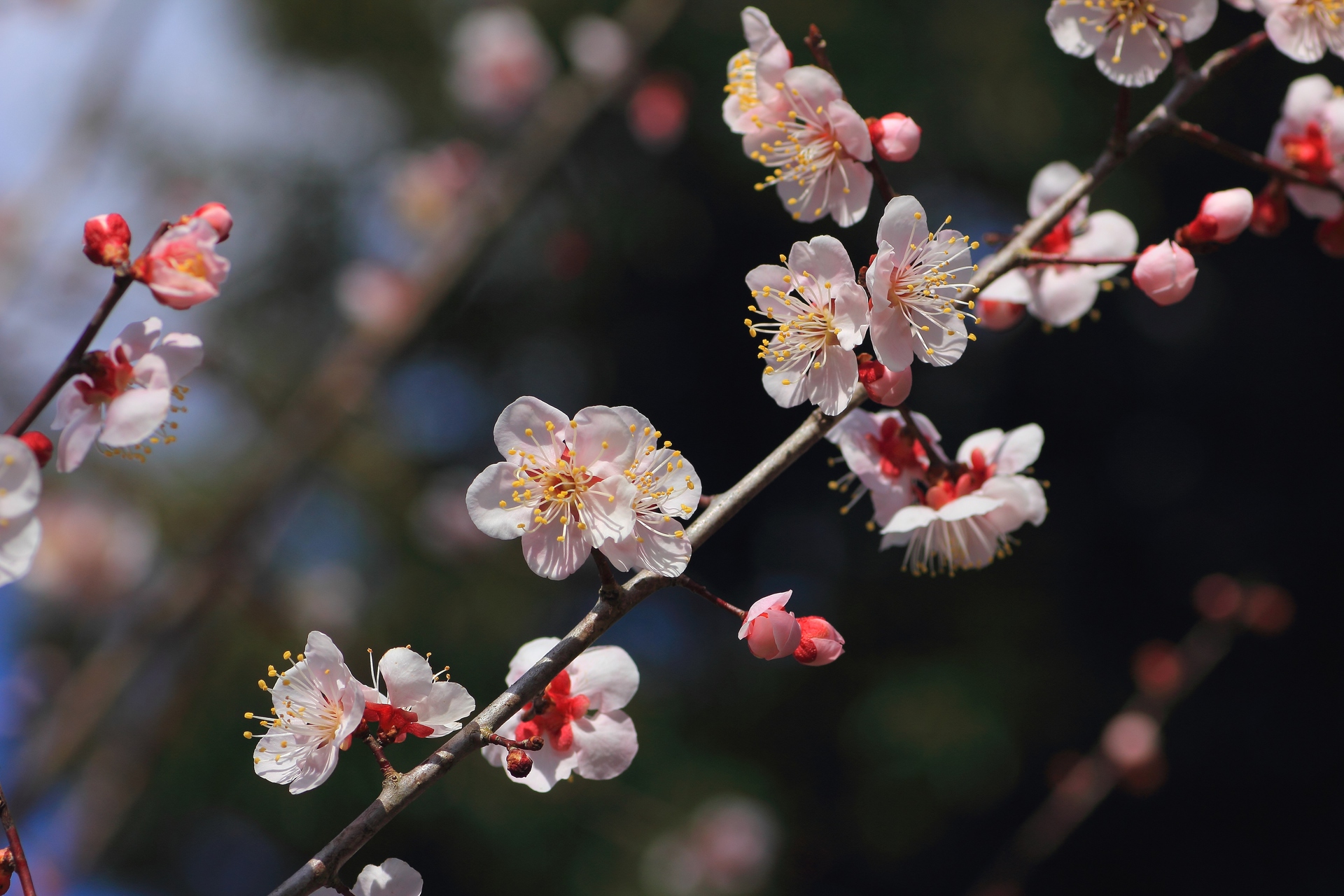 花 植物 梅の花 壁紙19x1280 壁紙館