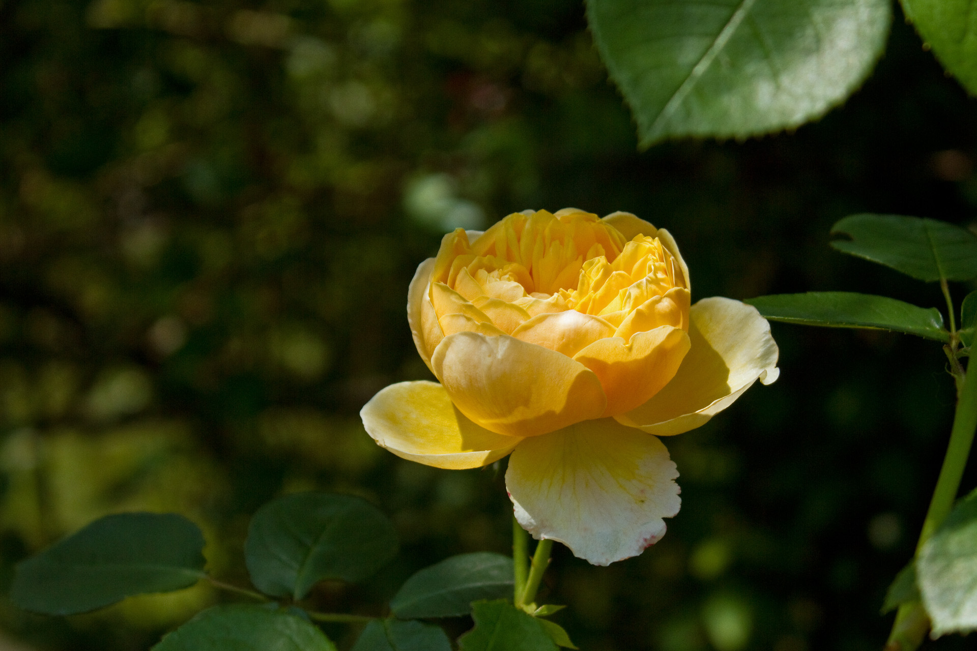 花 植物 シャルロット 壁紙19x1280 壁紙館