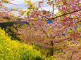 松田山の河津桜と菜の花