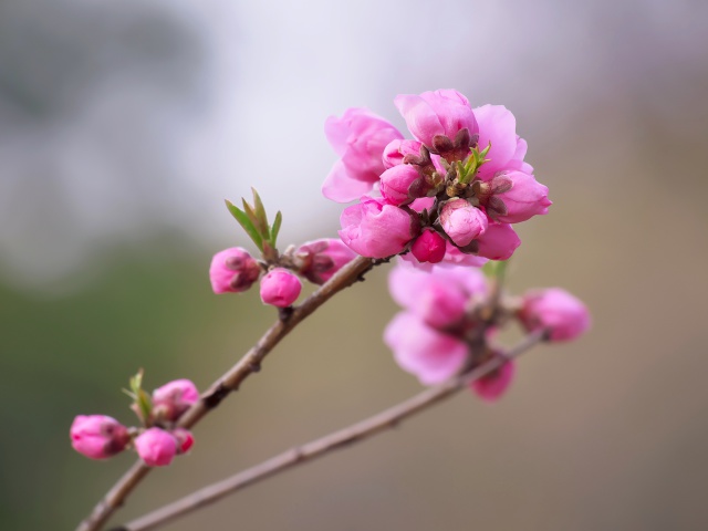 桃の花