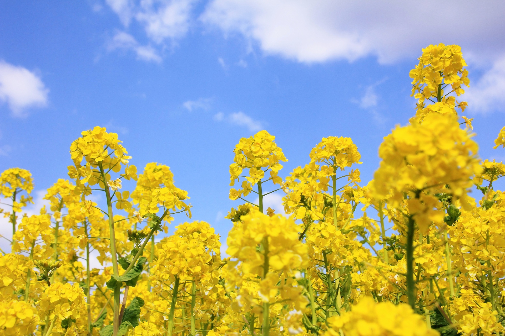 新着壁紙 菜の花 画像 最高の壁紙コレクション