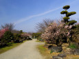 日本庭園の梅