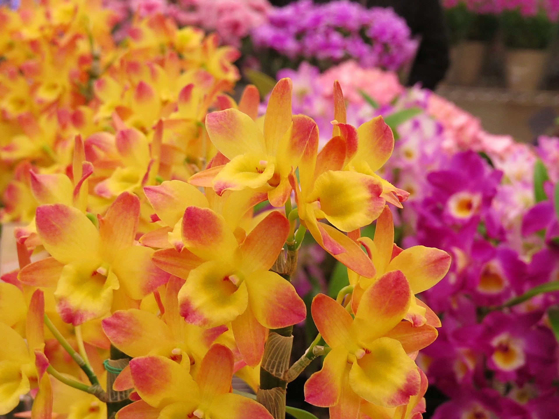 花 植物 蘭 サンライズパンドラ 壁紙19x1440 壁紙館