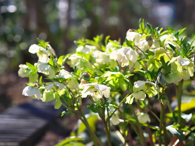 クリスマスローズ