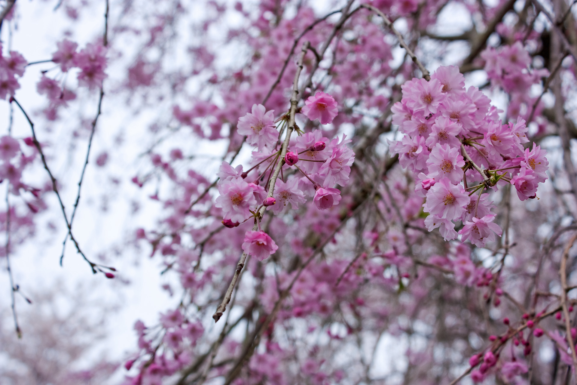 花 植物 しだれ桜 壁紙19x1280 壁紙館