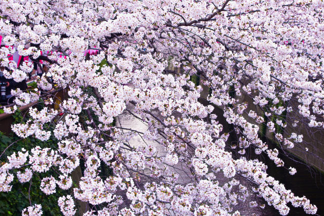 目黒川 ・川面を彩る桜