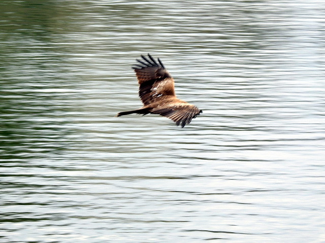 鳶の飛翔