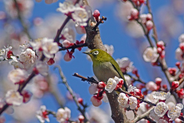 歓びの春(メジロ)