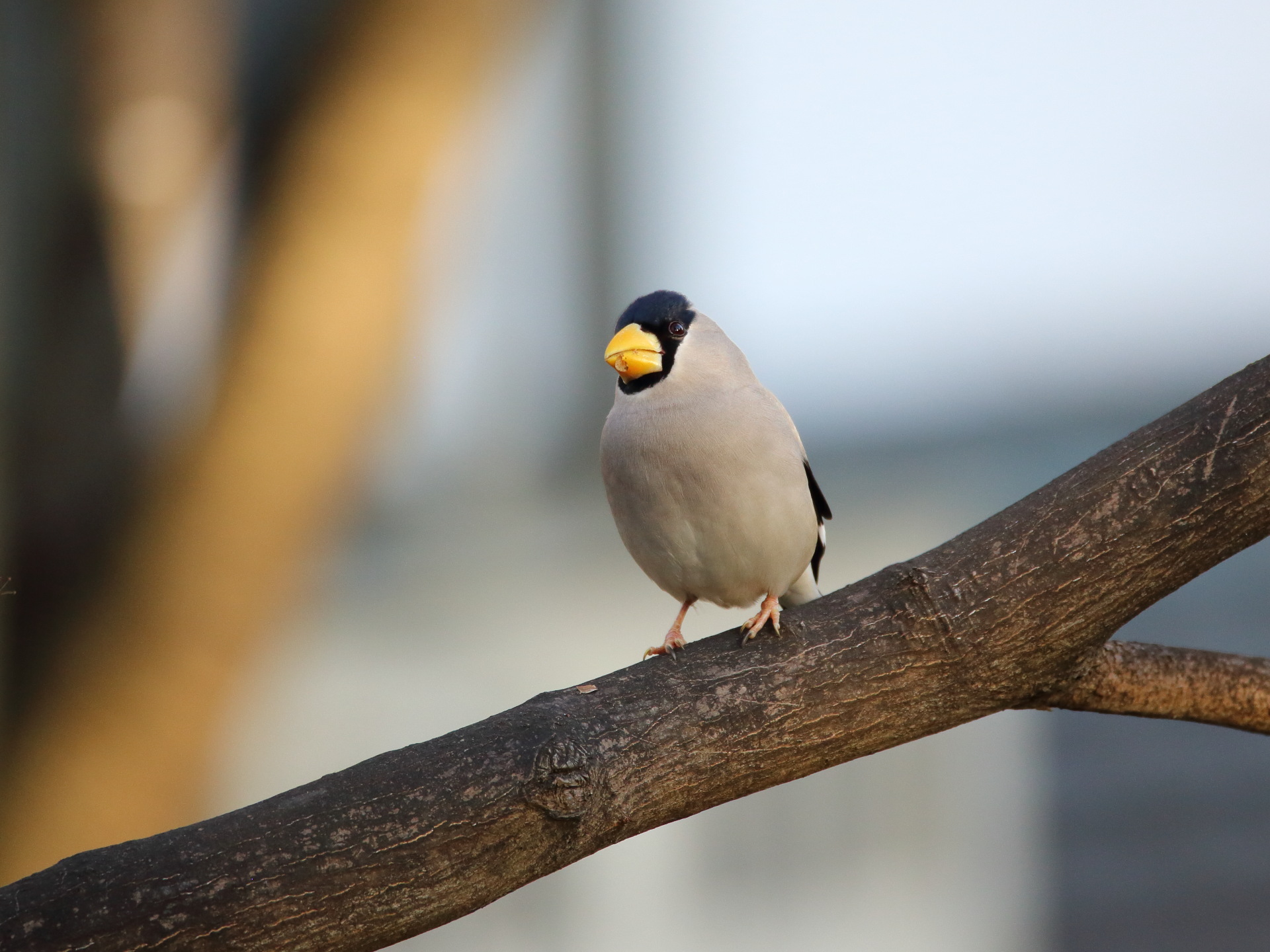 動物 鳥 ペンギン キョロちゃん3 壁紙19x1440 壁紙館