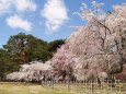 桜の思い出(京都御苑の枝垂桜)