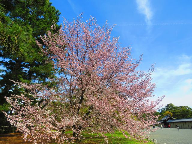 桜咲く頃・京都御所前の桜